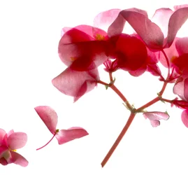Begonia Pink VII (digitalt fotogram, digitalt originaltrykk)